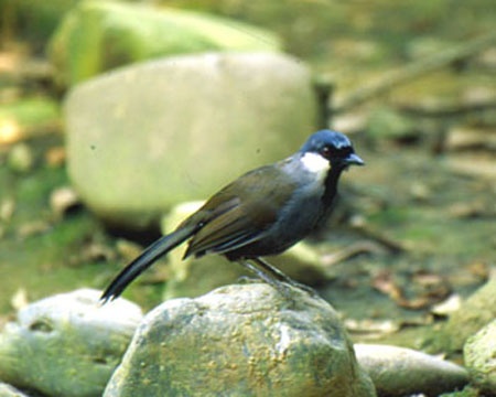 动物知识科普,小编带你了解黑喉鸦雀