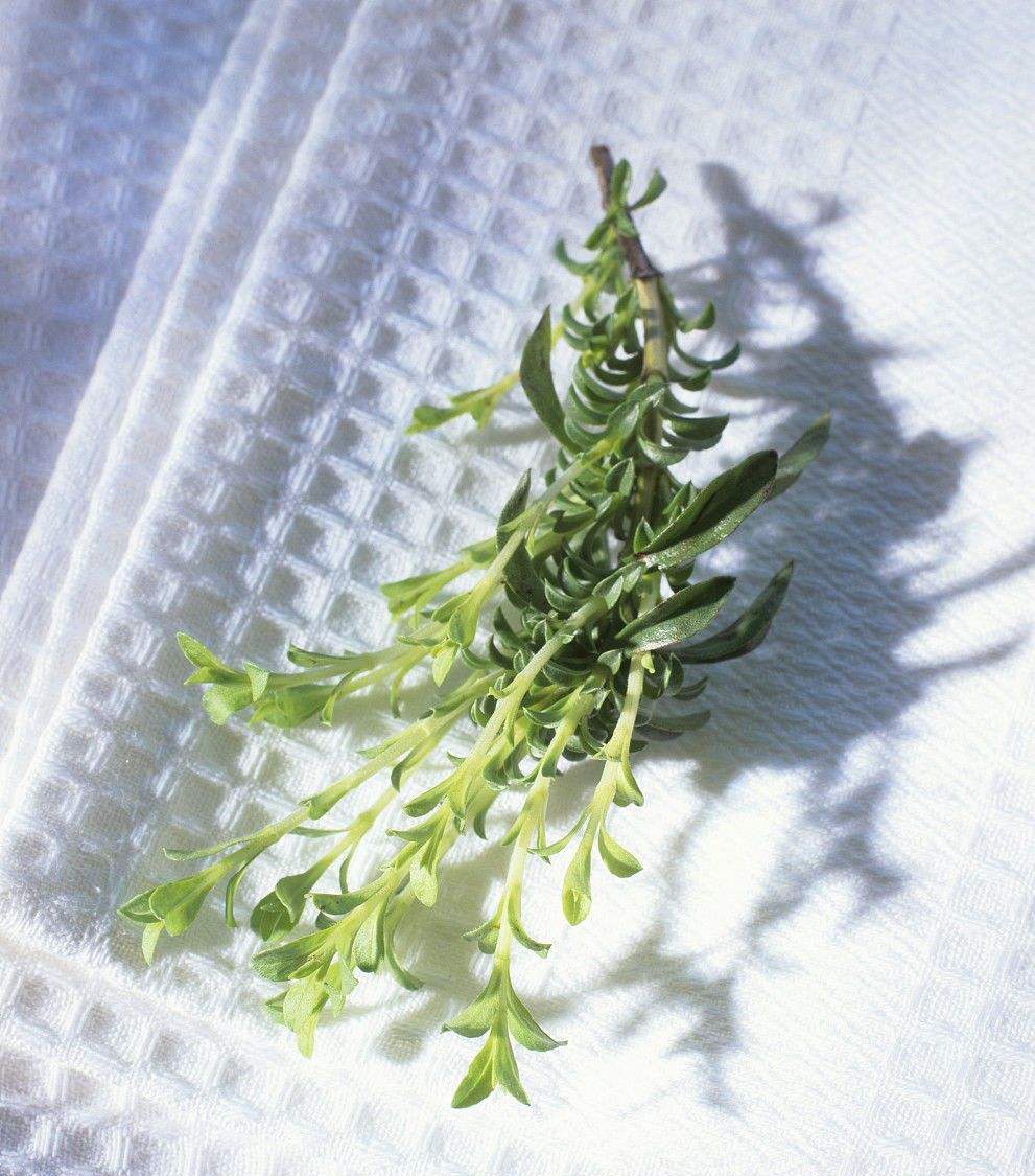 植物介绍:蜂香薄荷与矢车菊栽培管理到生长习性详细讲解