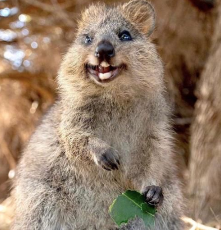 世界上最快乐的动物!长着一副笑脸,明星都争着跟它合影