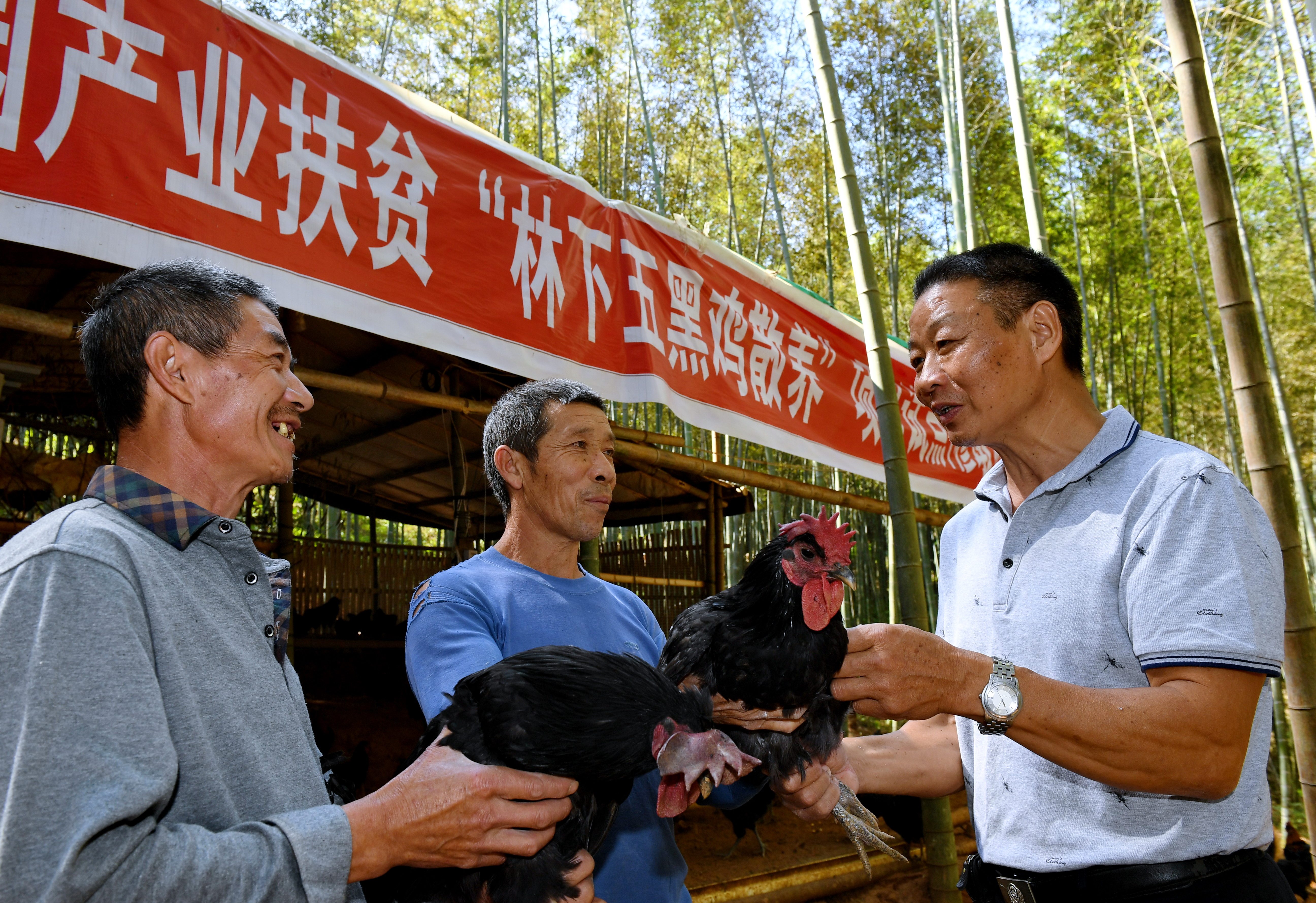 福建建瓯:发展林下经济 助力脱贫致富(3)