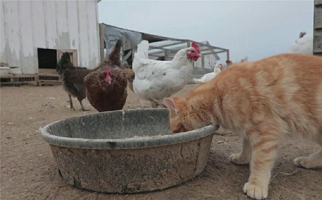 一只把自己当鸡的橘猫 与鸡同吃同睡 网友:全怪铲屎的!