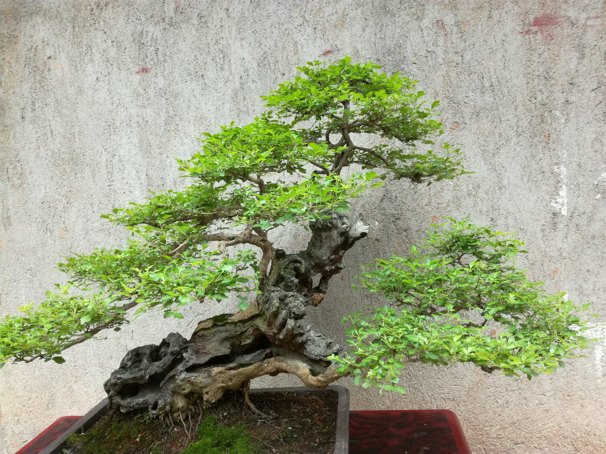 黄荆盆景老桩根部刚萌发的新芽到底要不要抹掉?生桩和熟桩有区别