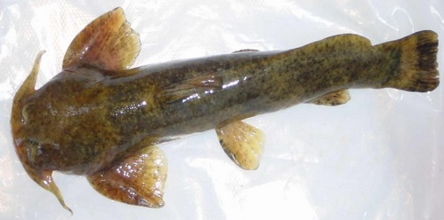 石爬鮡知识科普,这些你可能不知道!