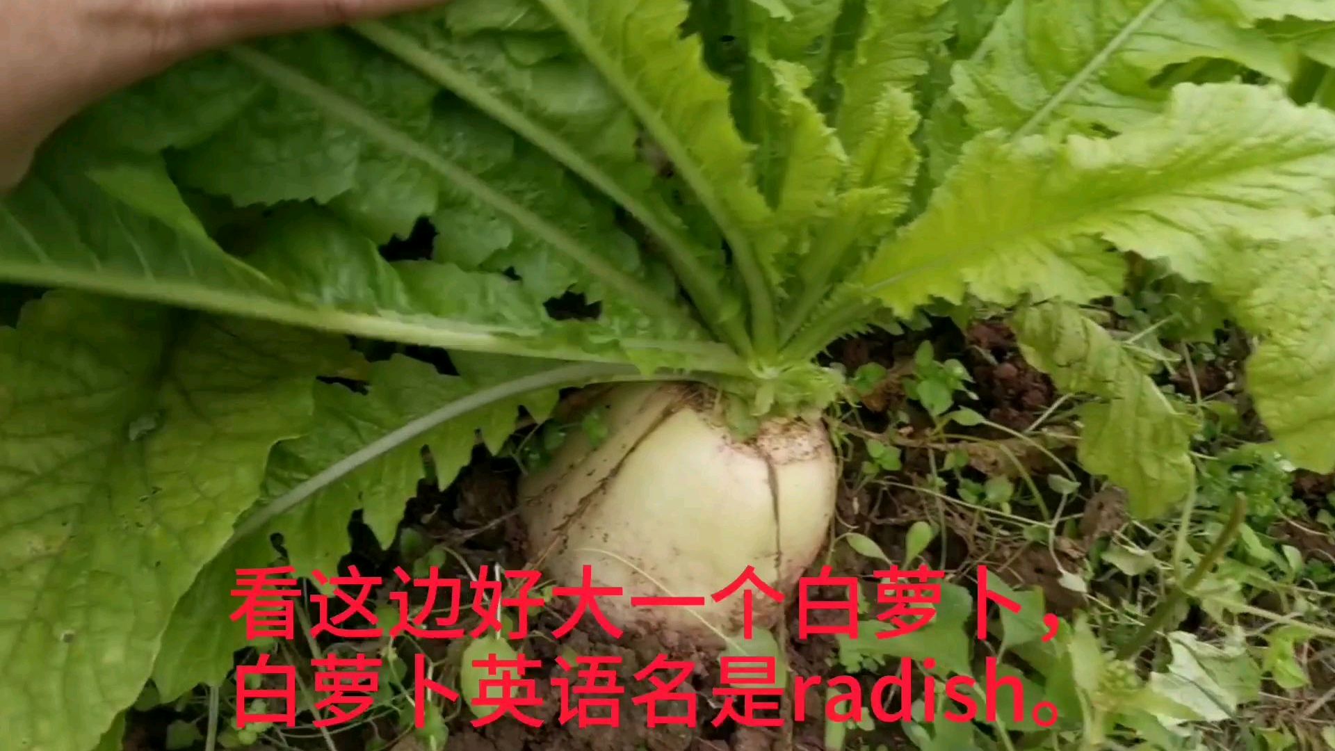 哇,到乡村地里一次见10多种新鲜蔬菜,一起学习蔬菜英语名