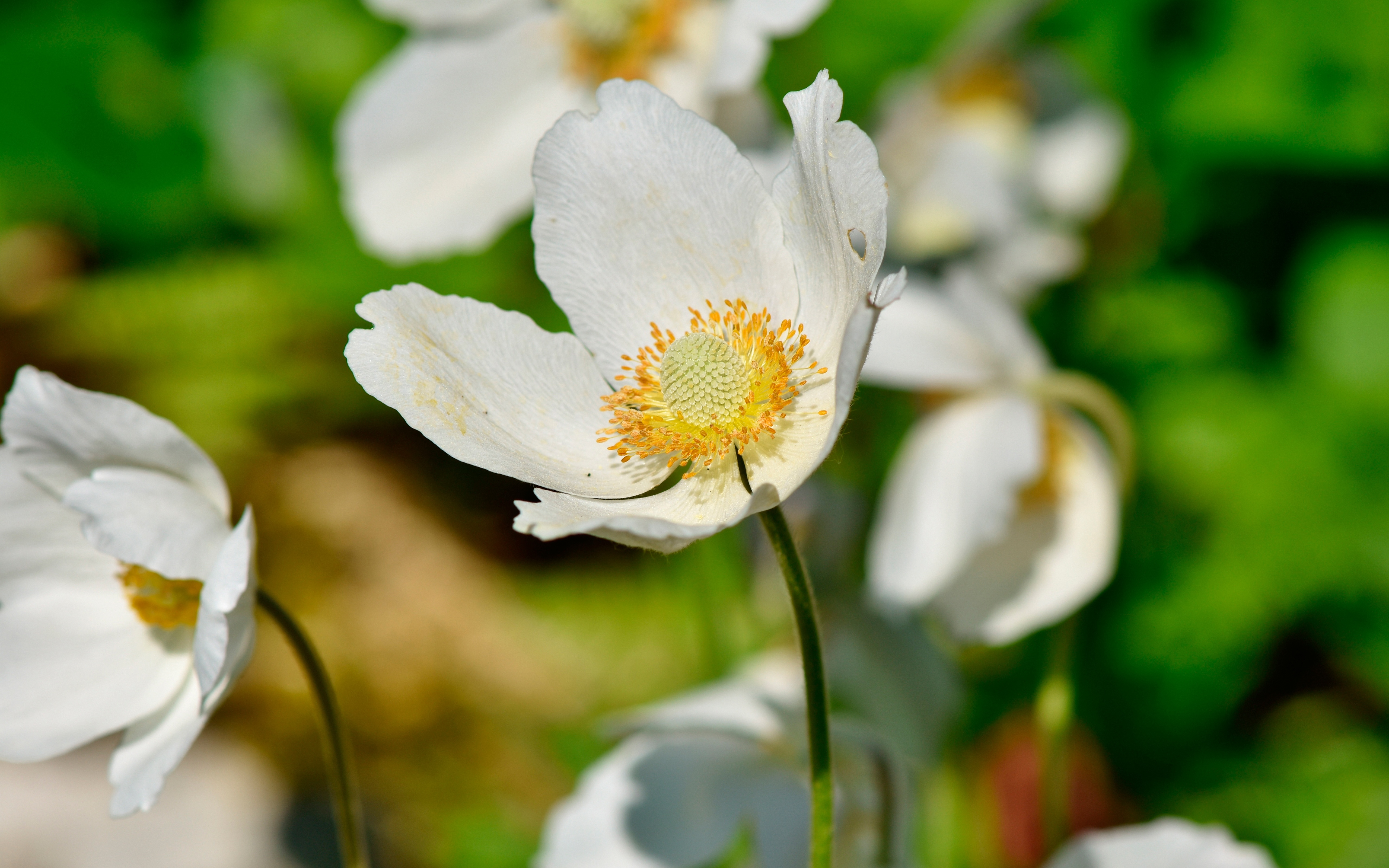 白色银莲花花语图片