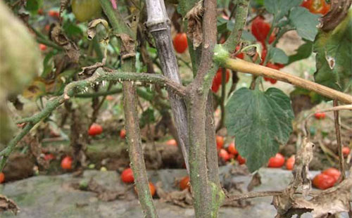 番茄种植,什么情况下会出现茎枯病?如何防止?