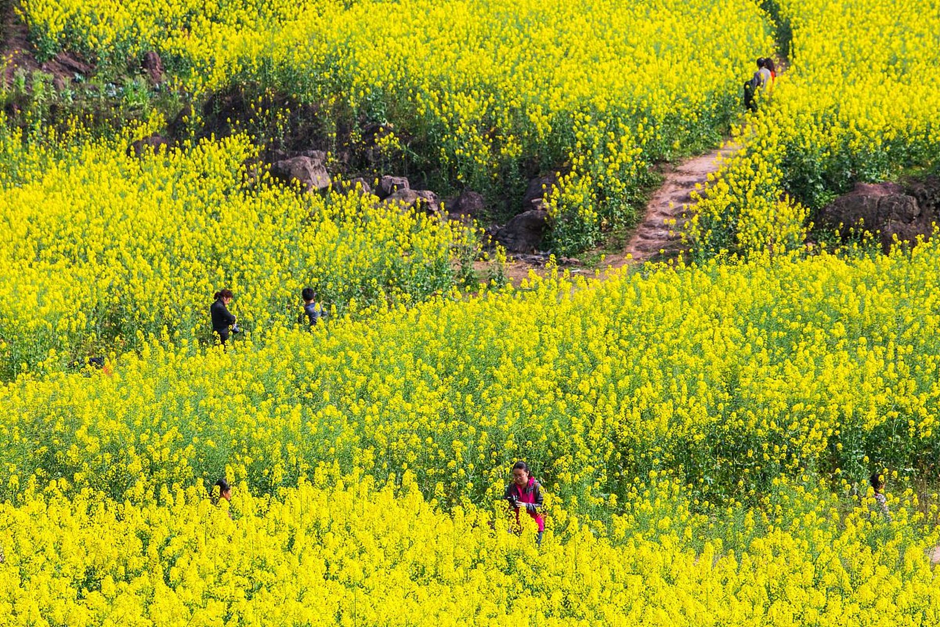 潼南的油菜花海规模宏大,堪称重庆之最.