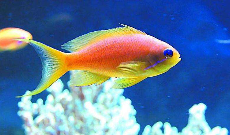 鱼有口渴的意识吗?为啥淡水鱼不能生活在海水中?