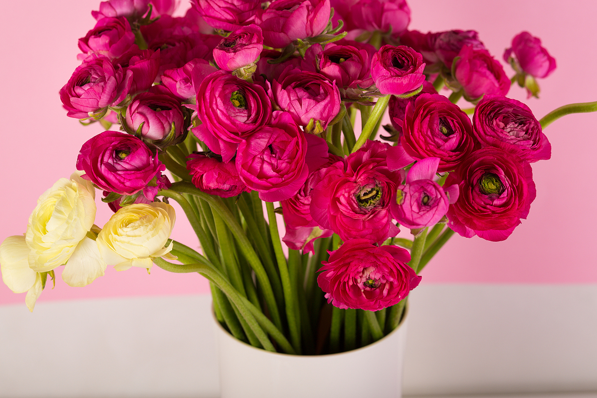 花毛莨#牡丹#  既然去不了诗和远方,就在自家院子或盆栽种满花吧!