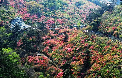 万余游客进入武汉黄陂云雾山景区,观赏杜鹃花海
