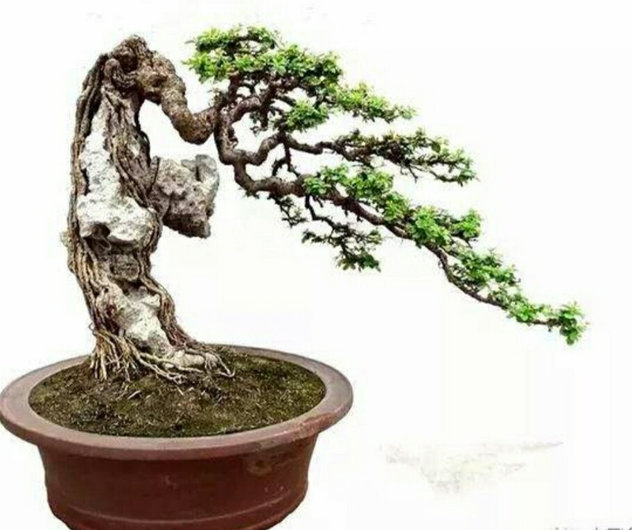附石盆景:石与树的完美结合