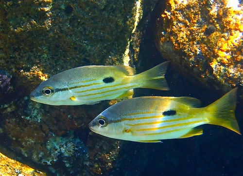 科普一下,了解火斑笛鲷的请举手