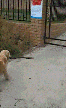 搞笑gif图:榴莲对猫子来说,那就相当于猫屎了,必须得