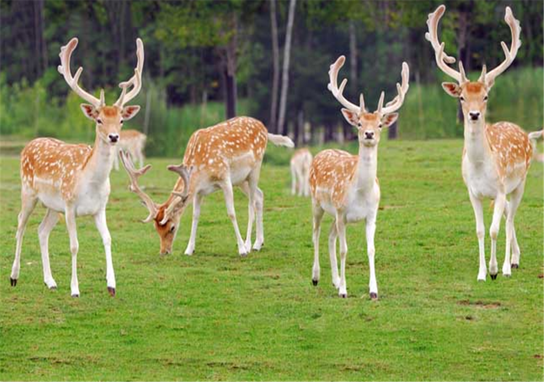 老郑农民有话说:梅花鹿是一种群居的动物,大多喜欢在晨昏时活动