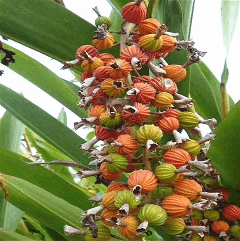 每个人都喜欢各自不同的口味,但是像这样的果子你有没有吃过呢?