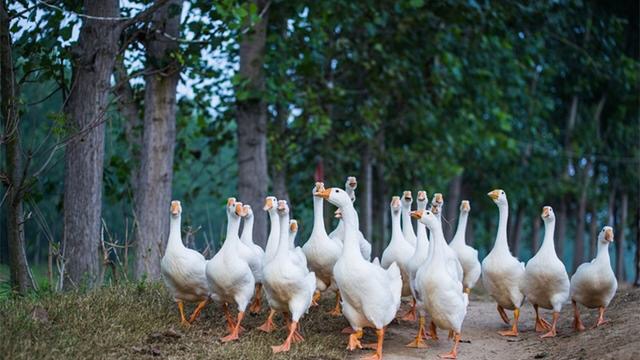 饲养- 热门商品专区