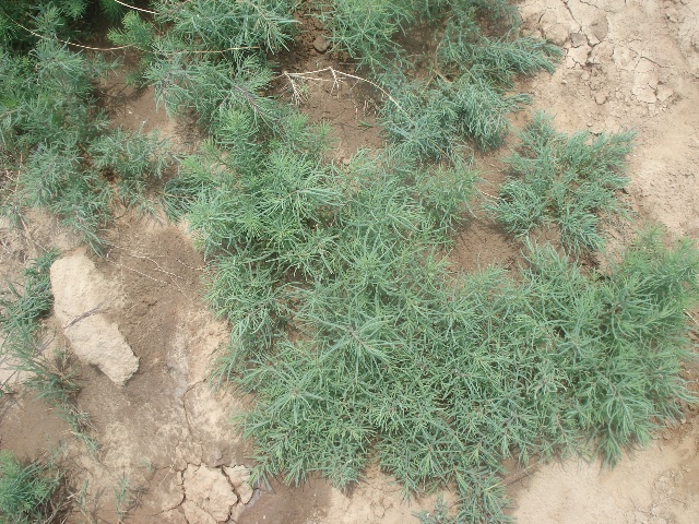 农村这种植物,炒的时候都不用放盐,被称"维生素存储器"