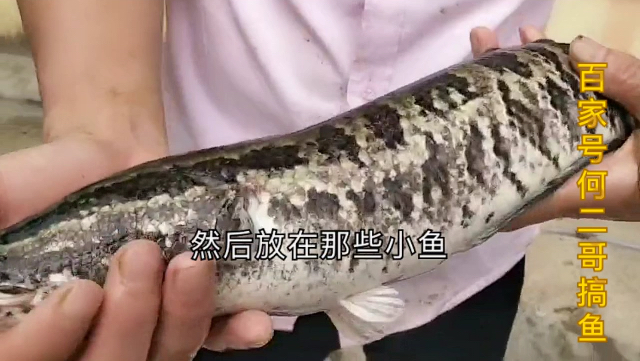清理小鱼池,看看有多少种鱼