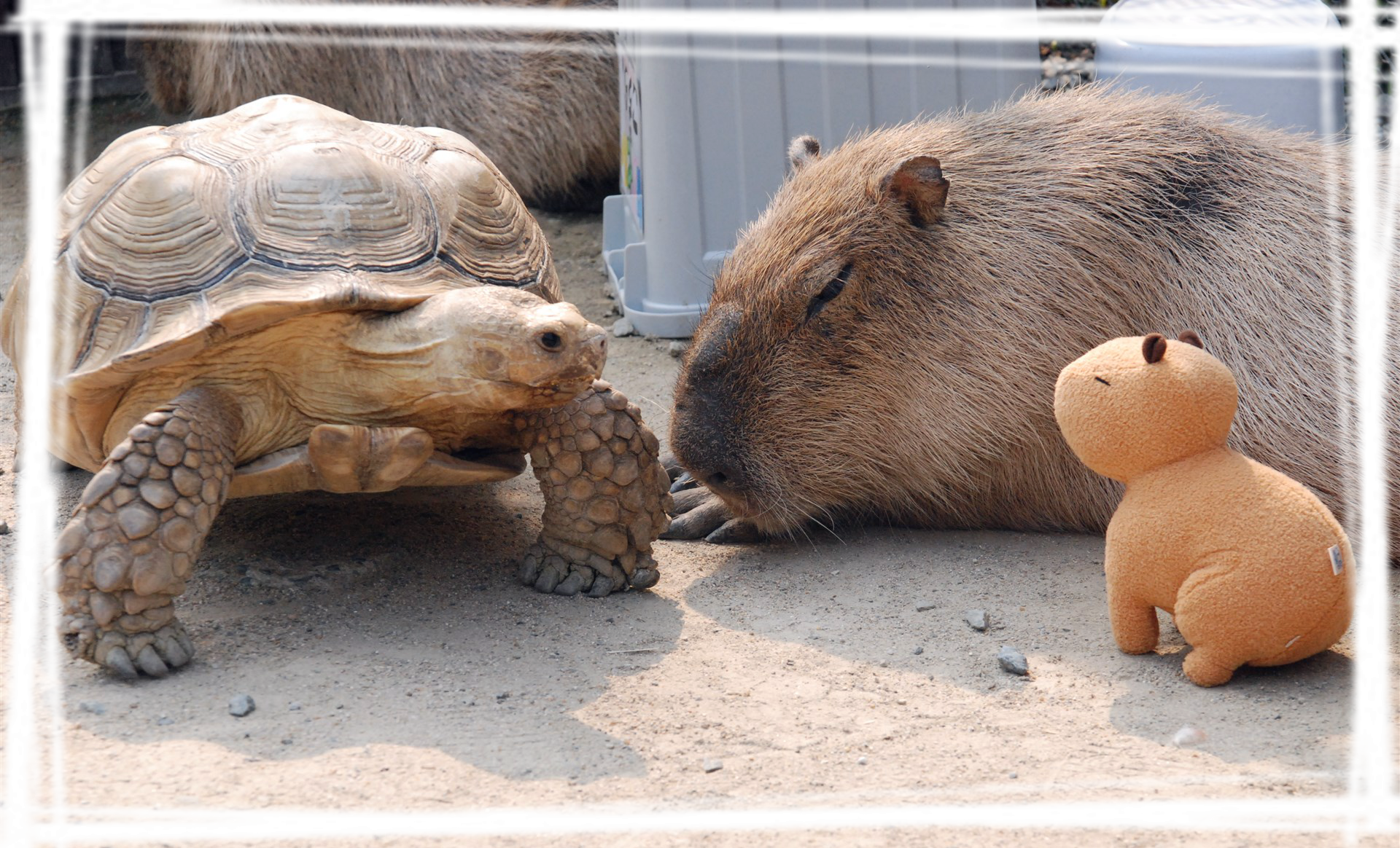 可爱水豚高清电脑壁纸安利