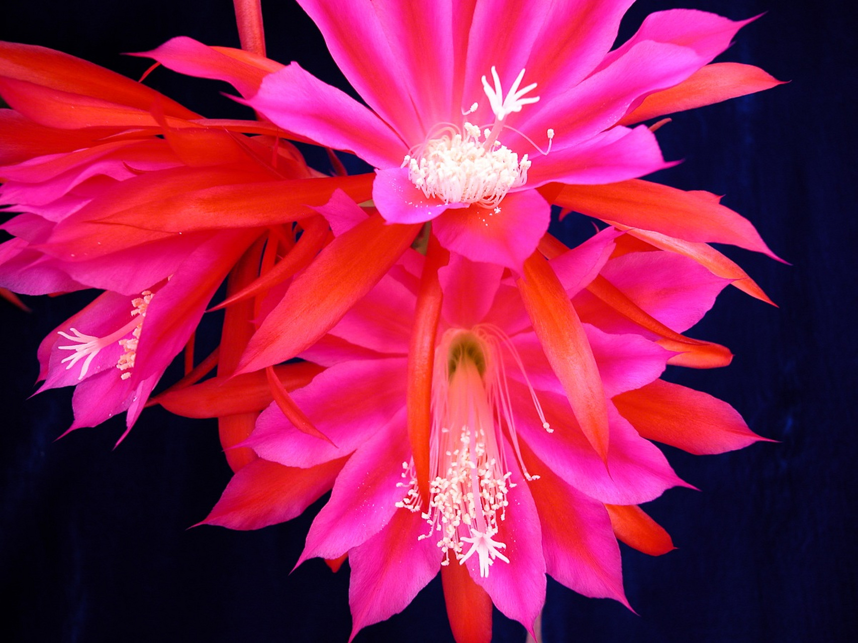 【独家推荐】种出美丽昙花一现盆景,掌握技巧轻松打造惊艳瞬间!