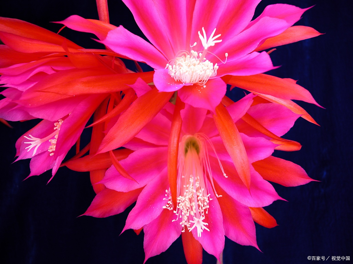 超度花-超度咒全文