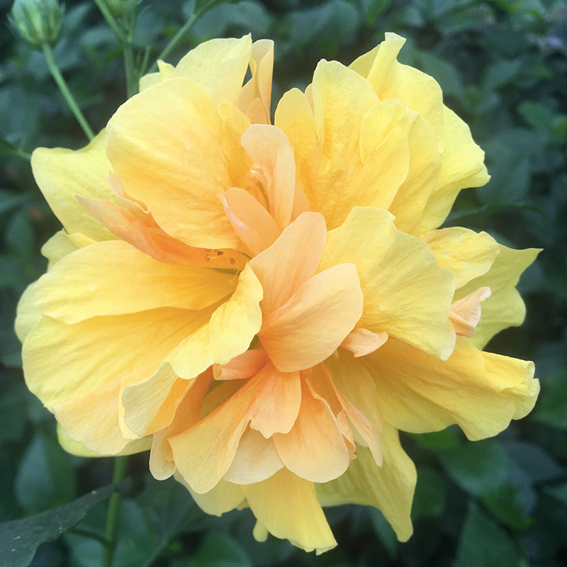 丹麦木槿日常养护需知