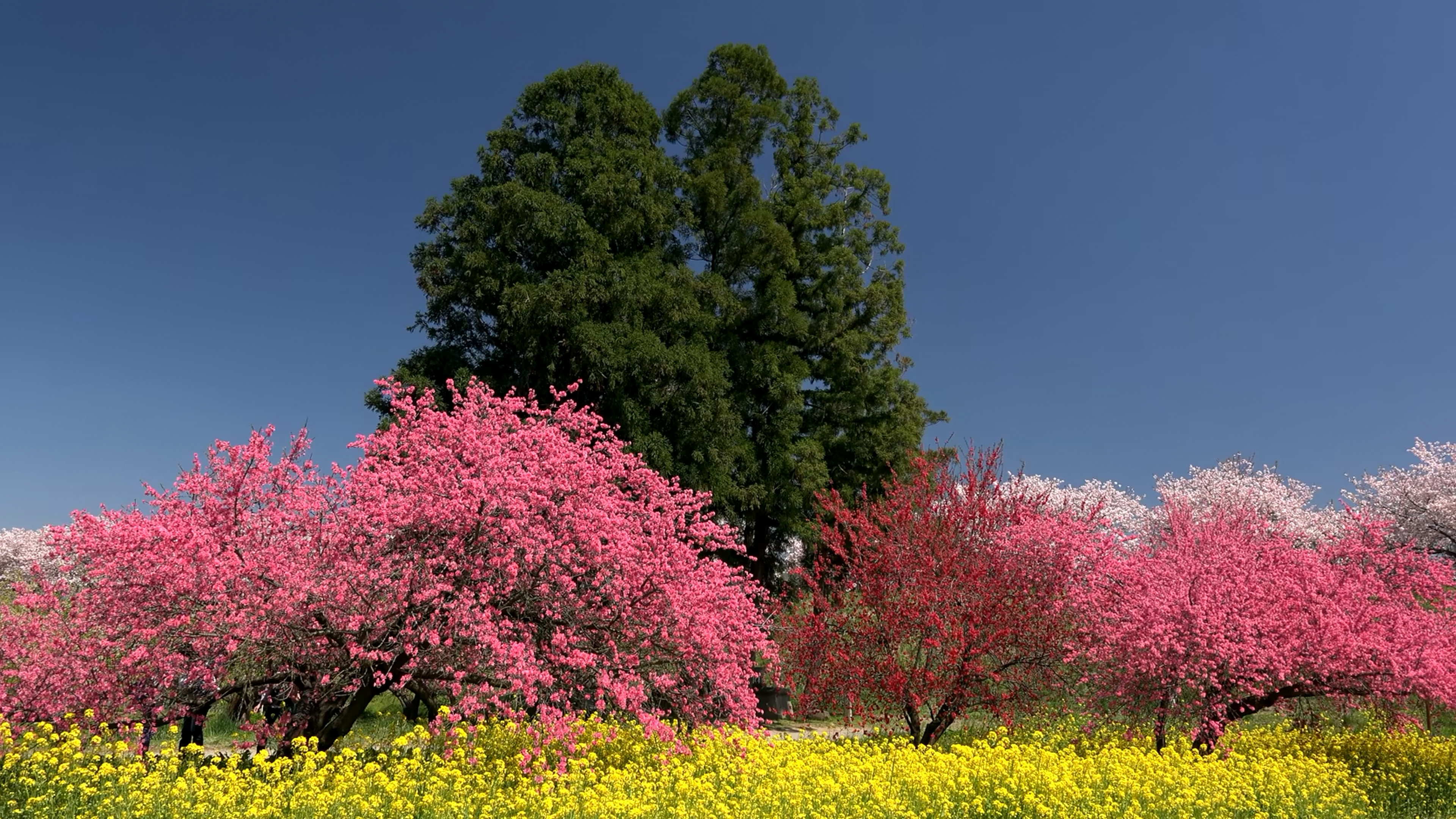 樱花树和油菜花