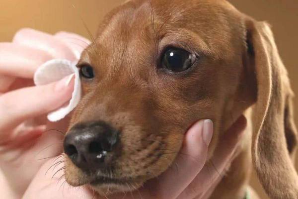 狗狗为什么会哭?最大的原因可能是泪腺堵塞了!