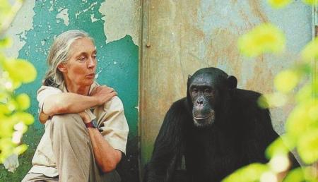 85岁珍·古道尔做客成都博物馆 分享她的"猩"路历程