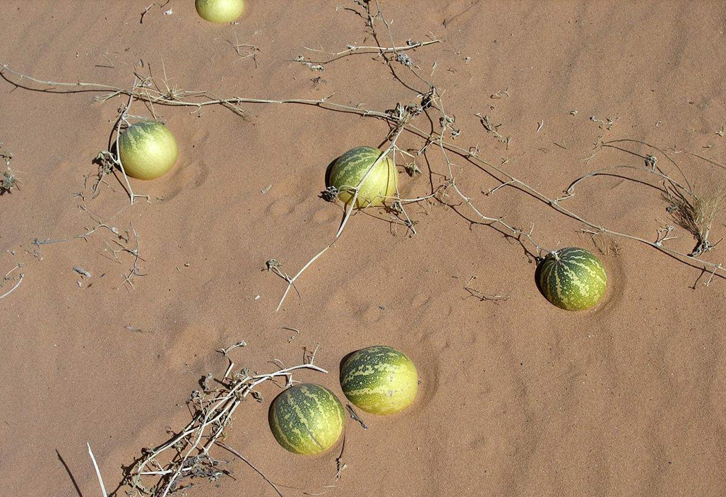 药西瓜沙漠图片