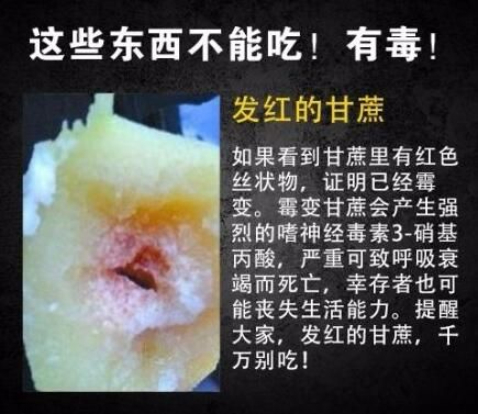 红心甘蔗中毒图片