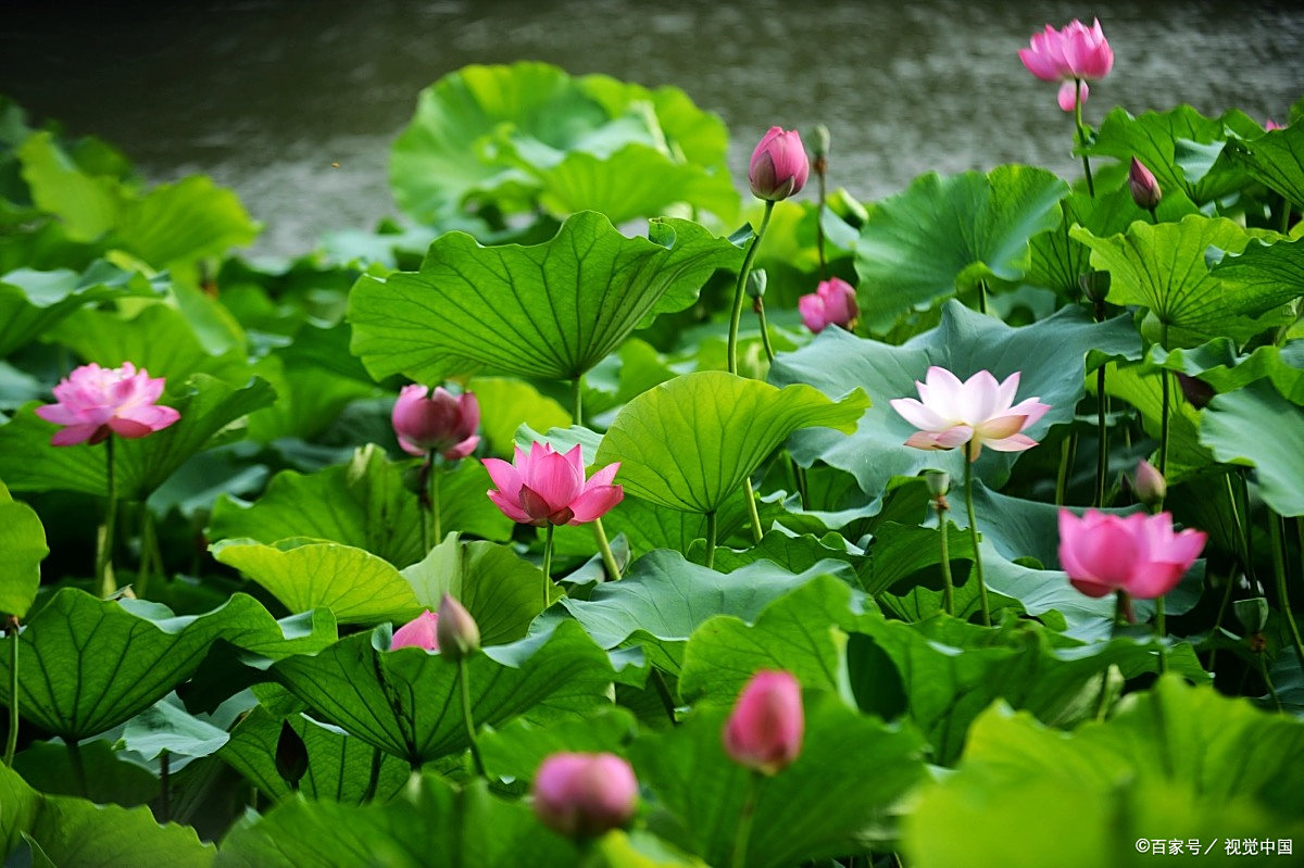 让记叙文的内容变得丰富饱满方法之三——采用联想和想象手法