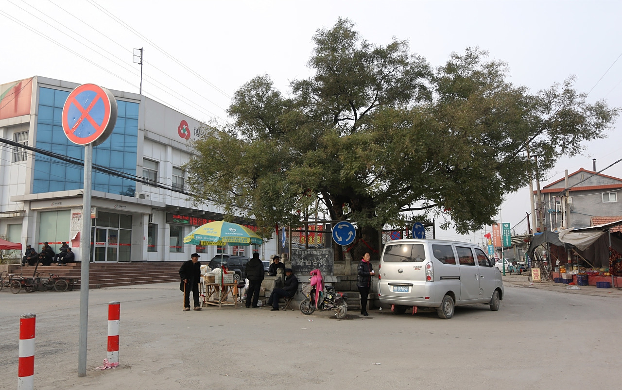 博兴县古树霸湖滨镇,占公路1500年,成当地最大"钉子户"