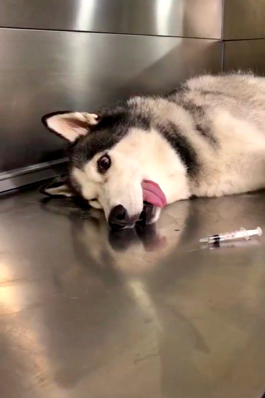 哈士奇为避打针出奇招,装死未成笑坏众人