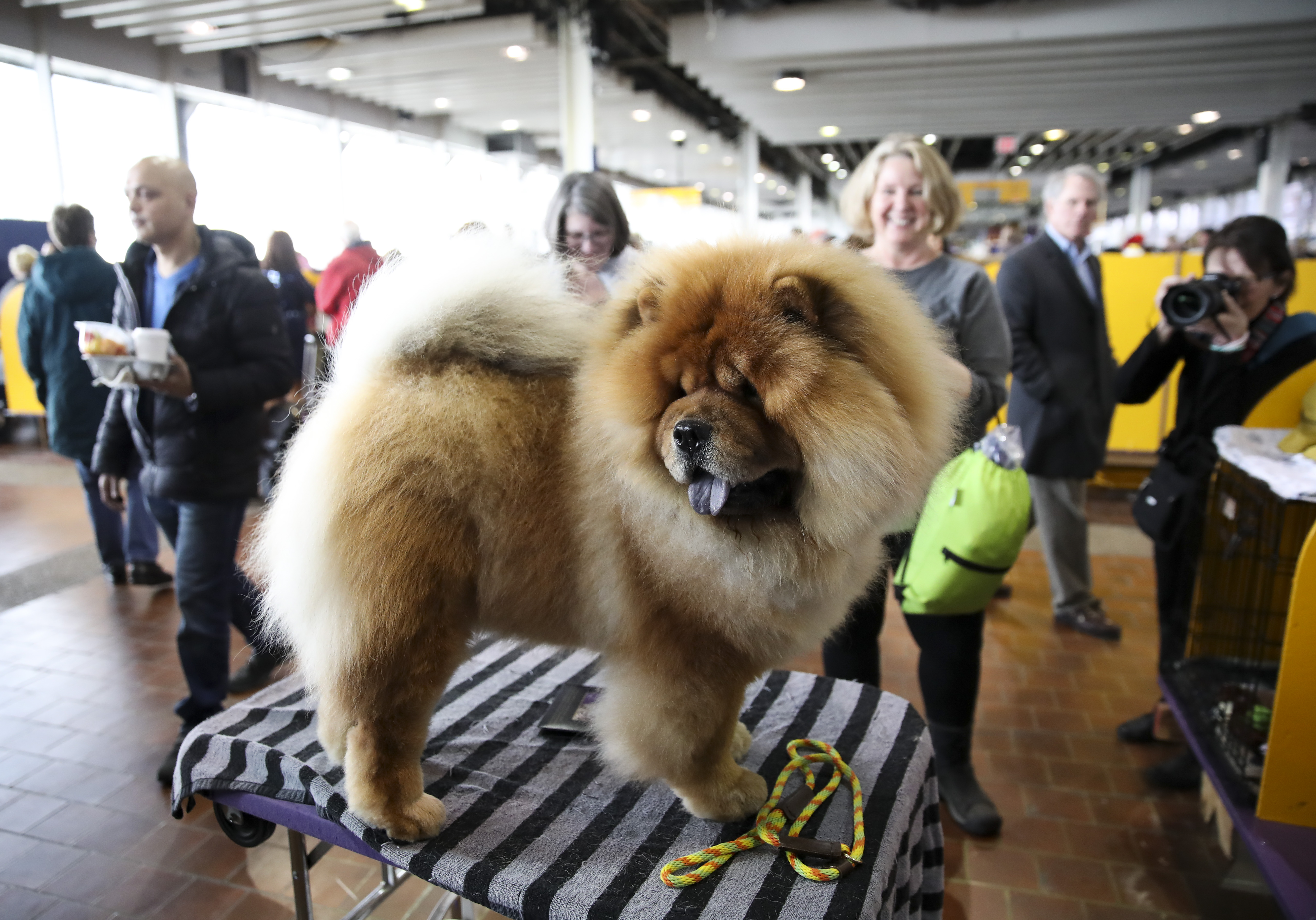 (国际)(1)纽约"名犬秀"