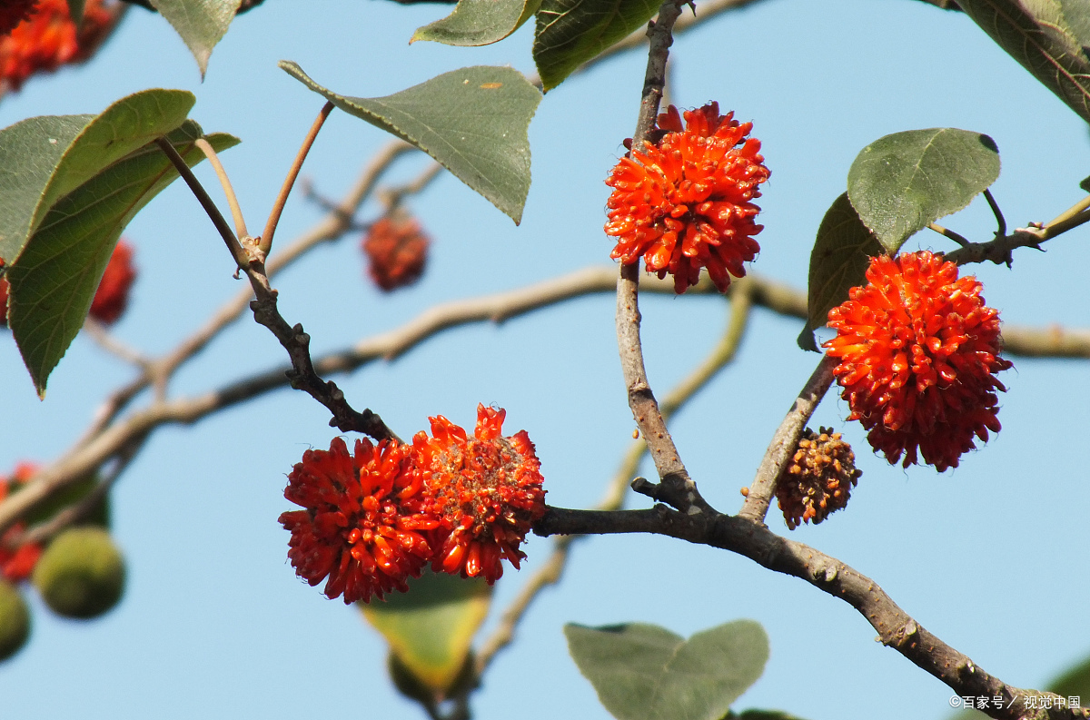 农村常见的构树其果实颜色鲜艳构树的果实能吃吗