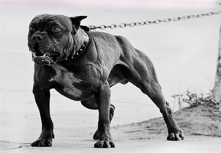 150斤巨型比特犬图片