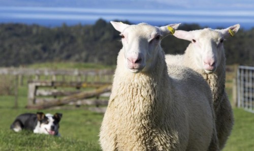 南十字星绵羊,以新西兰国旗命名的绵羊