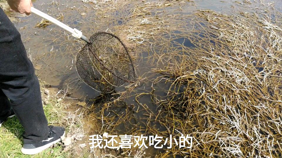农村小伙带孩子河边网鱼,一网接着一网,意外收获好多只龙虾