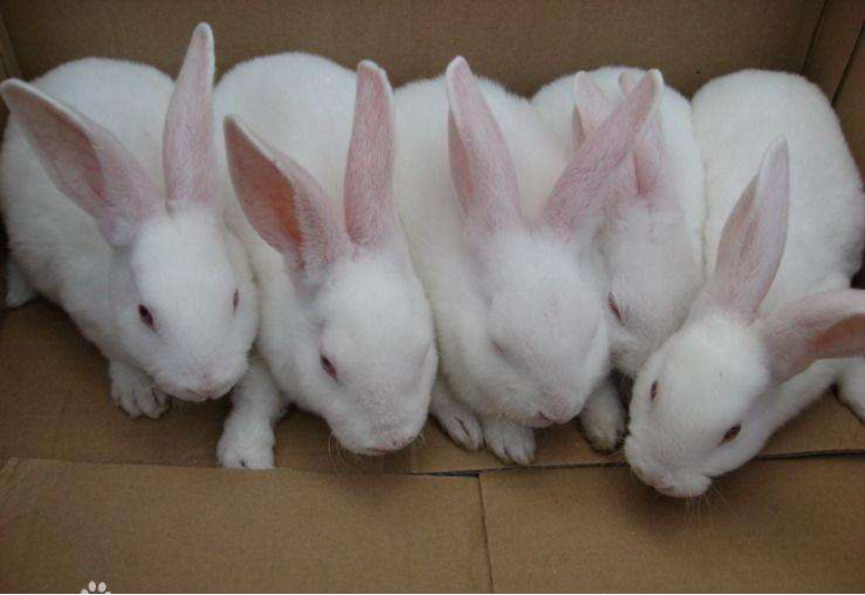 李子聊三农:养小兔子的五点注意事项,每一个都非常关键!