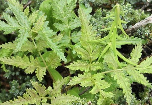 常见植物知识普及——羌活属