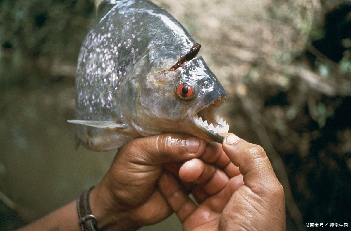 养红腹水虎鱼需要注意哪些方面?