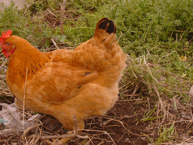 下蛋鸡,这样养殖,肯定产量高!