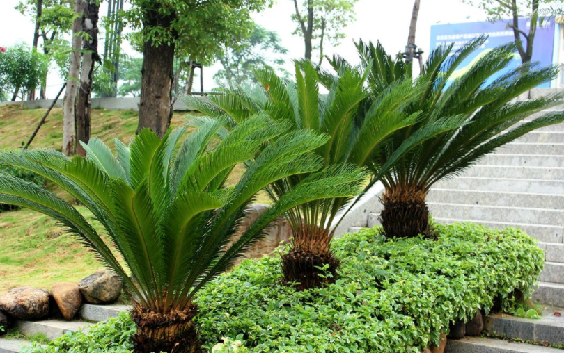 家庭种植铁树,不用选择很大的,栽培过程中注意其养护