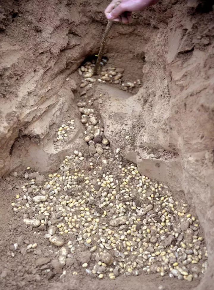 乡村孩子最难忘的童年趣事——挖鼠洞