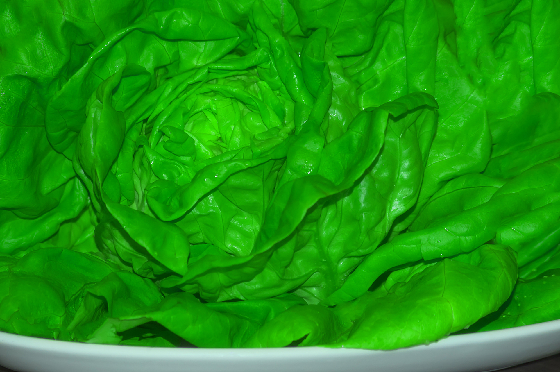 海白菜是一种藻类植物,又名海菠菜,海莴苣,海条,青苔菜等.