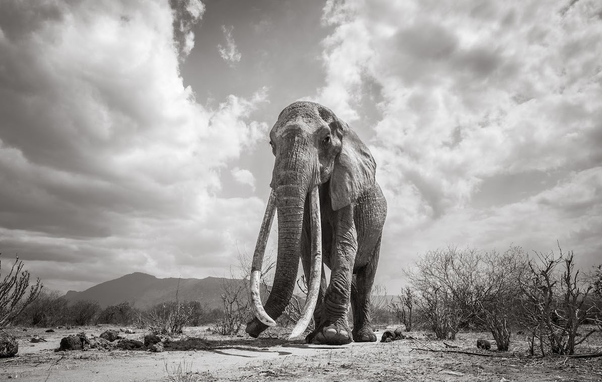 大象女王,野生动物摄影师的肯尼亚之旅