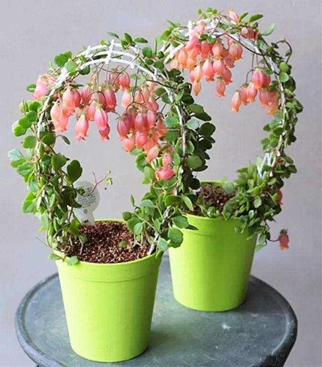 这种长寿花,一定要吊起来养,开花像瀑布!