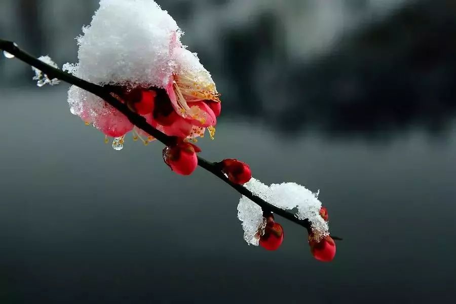 梅花醉,醉人的幽香,醉人的芳姿,醉人的傲雪斗霜!