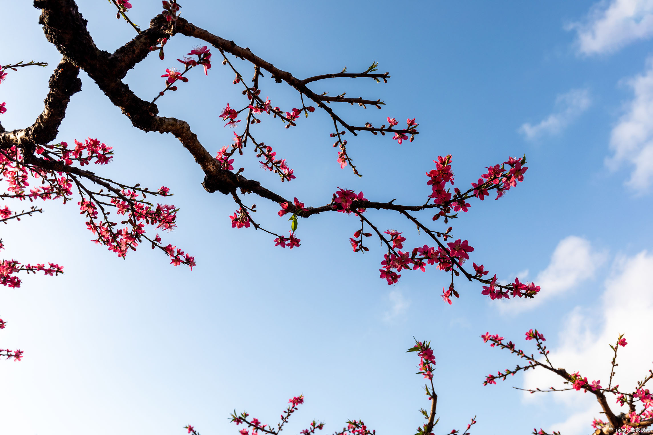 摄影师的梅花作品好在哪?点破之后豁然开朗,你也可以拍好